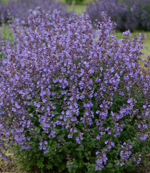 Nepeta faassenii